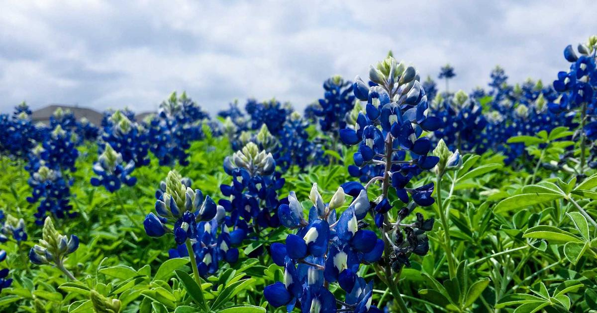 Cinnamon water weight loss: best time, dosage, and safety